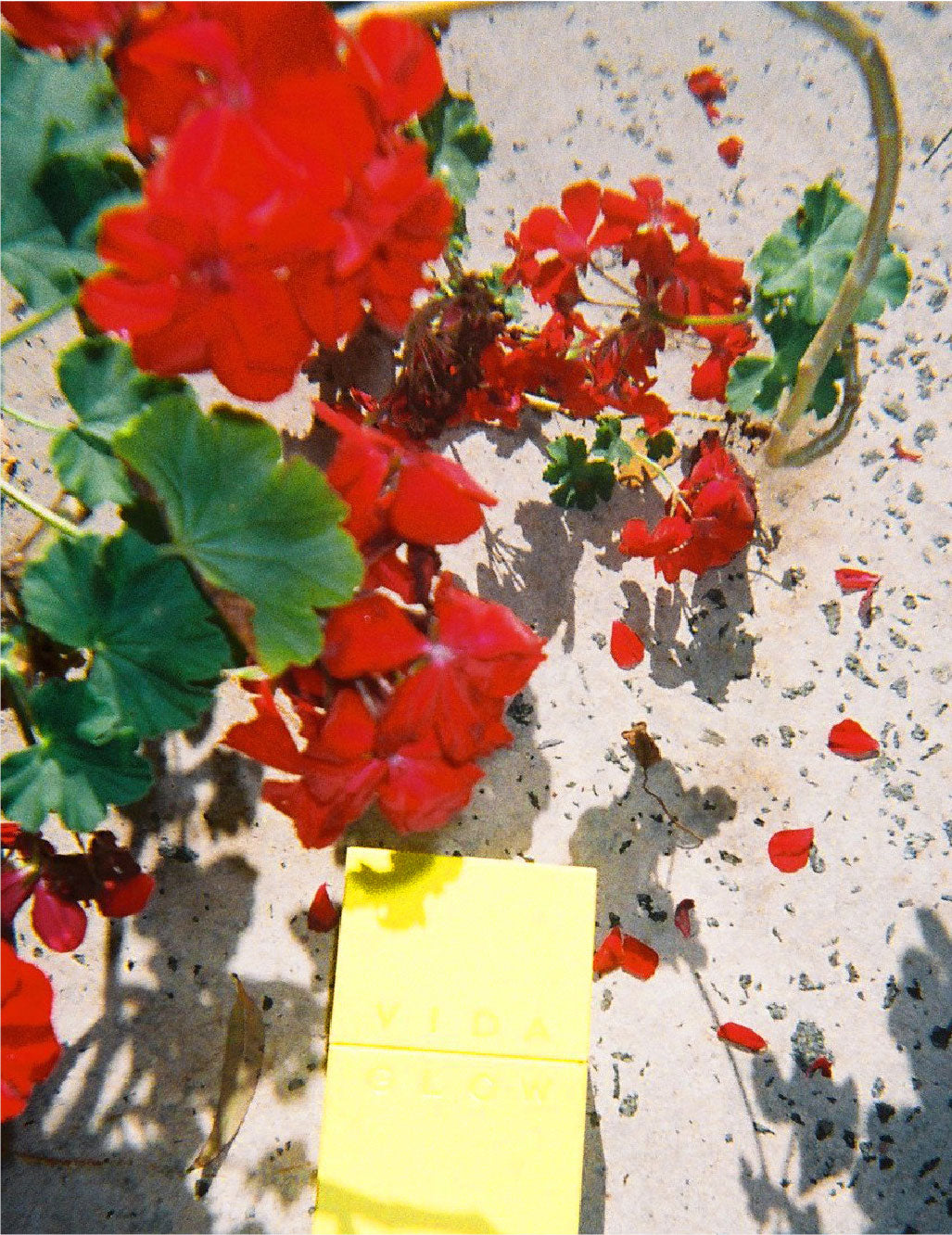 La beauté à base de plantes : Qu'est-ce que le collagène végétalien ? Le collagène végétalien est-il efficace ?